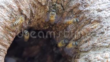 热带雨林树洞上的蜜蜂。
