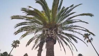 巴塞罗那公园树棕榈树的电子稳定运动视频。