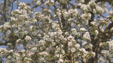 村里有俄罗斯花园的开花苹果树的枝条。 鸟声和热闹的村庄。
