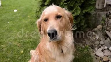 金毛猎犬坐在草地上抬头看的特写照片。悲伤的猎犬摆姿势看着镜头