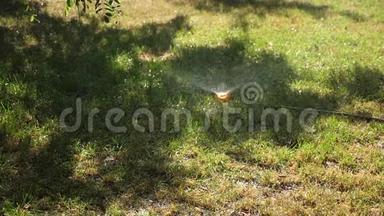 小水滴慢慢地落在青草上。慢动作。灌溉系统在草坪上喷水。绿色