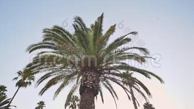 巴塞罗那公园树棕榈树的电子稳定运动视频。