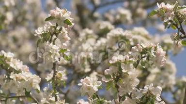 村里有俄罗斯花园的开花苹果树的枝条。 鸟声和<strong>热闹</strong>的村庄。
