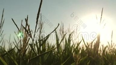 玉米在明亮的阳光下绽放。 夏天的绿色玉米田。 农业企业。 明亮的光线使玉米开花