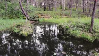 森林中沼泽的高清晰度镜头。