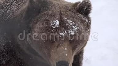 棕色的大熊看着，吹着镜头，白雪皑皑的大自然