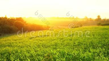 黎明越过绿茵场，夏日的阳光从地平线上穿过，夕阳西下的丘陵草原