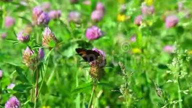 蝴蝶<strong>折起</strong>翅膀，从草地上的三叶草中采出花蜜。 花和草在温暖的夏天摇摆