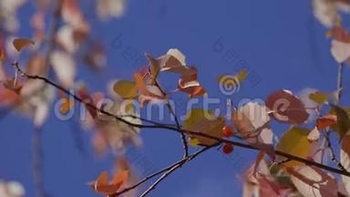 秋天的背景。 秋枝逆天特写.. 树叶落在树枝上，随风在阳光下沙沙作响`阳光照在蓝色上