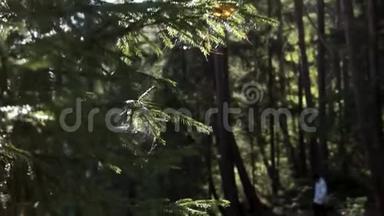 靠近绿色云杉枝，阳光和一个人走在茂密的森林。 录像。 穿着白色夹克的徒步旅行者