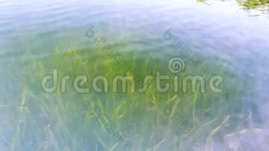 淡水草木悬停在水中，清澈的湖水和植物可以在水下清晰地看到，4k电影，慢动作