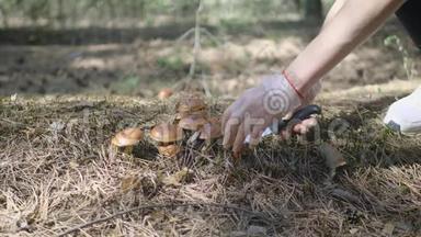 年轻女子在森林里采<strong>蘑菇</strong>。 一个女孩用刀在森林里割一个可食用的<strong>蘑菇</strong>。 <strong>蘑菇</strong>采摘机