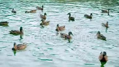 大量的<strong>鸭子</strong>在湖里<strong>游泳</strong>。 <strong>鸭子</strong>一家人积极地漂浮在水面上，降低了