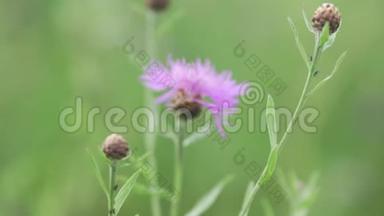 一朵紫罗兰色的田野花朵在田野里摇曳