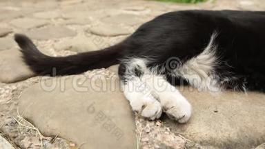 一只懒洋洋的黑白猫的尾巴和爪子停在铺路石上。