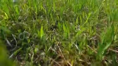 草原上春天的草坪上绿草如茵.. 特写