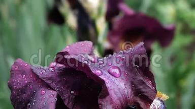 在春风中，雨后，深紫色的勃艮第虹膜上的水滴特写。