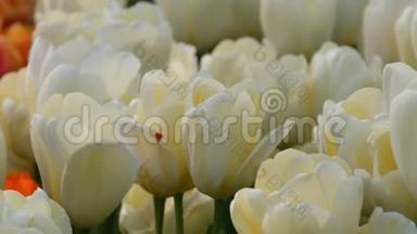 美丽的白色郁金香混合在世界著名的皇家公园基肯霍夫。 郁金香田野近景荷兰