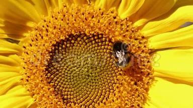 大黄蜂在一朵向日葵上