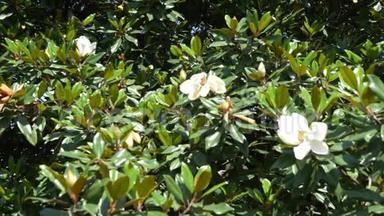 美丽的白玉兰花在花园里。 一棵木兰树随风飘扬。 慢动作