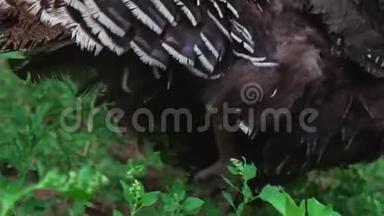 年轻的黑色火鸡在绿草中一只爪子上跳跃，受伤的火鸡。 活得漂亮的火鸡。 土耳其度假