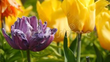 深紫色和黄色<strong>郁金</strong>香花在春天的花园里盛开。 装饰的<strong>郁金</strong>香花在