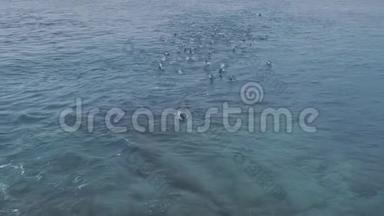 古图<strong>企鹅</strong>在南极海洋水下游泳