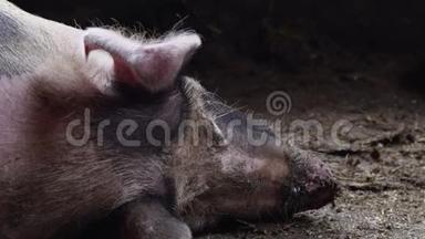 猪圈里的大猪，斑斑的猪躺在猪圈里的污秽中，沉睡的猪，从头后面看