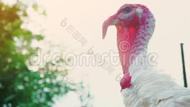 白火鸡发声，火鸡发声，鸟鸣.. 活得漂亮的火鸡，头特写。 土耳其度假