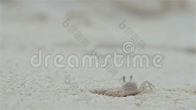 生活在沙滩上的小螃蟹。珊瑚礁野生动物。白蟹