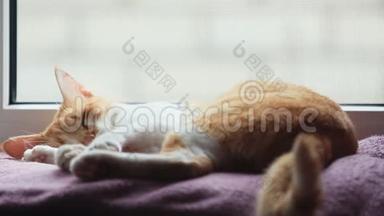 早晨的阳光照在熟睡的红猫身上。 可爱有趣的红白猫在毯子上，特写