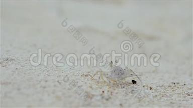 生活在沙滩上的<strong>小螃蟹</strong>。珊瑚礁野生动物。白蟹