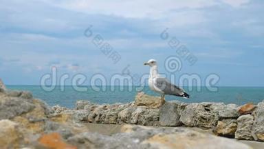 一只海鸥站在靠近大海的石壁上..