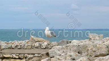 一只海鸥站在靠近大海的石壁上..