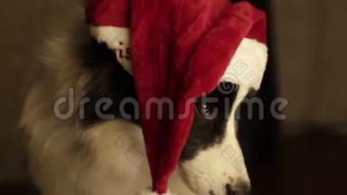 圣诞老人帽子里美丽可爱的狗边框牧羊犬`为新年和和圣诞节。 壁炉和电灯