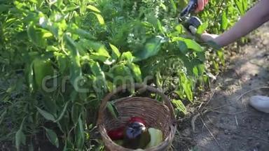 一位农民的特写仔细检查了保加利亚胡椒的绿色灌木丛，以发现成熟的水果。 <strong>查找</strong>资料