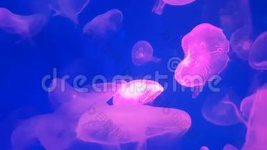 4K. 一组荧光粉水母在水族馆游泳池游泳。 透明水母水下镜头发光美杜莎