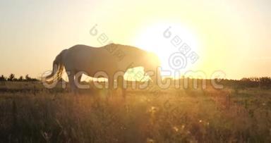夏日夕阳西下，美丽的白色母马在大草地上吃草