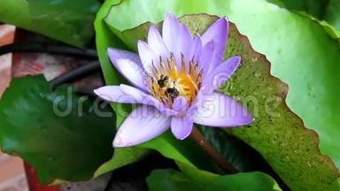 甜瓜或三角蜂从莲花花粉紫色中吸蜜。