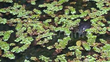 海龟在池塘里游泳