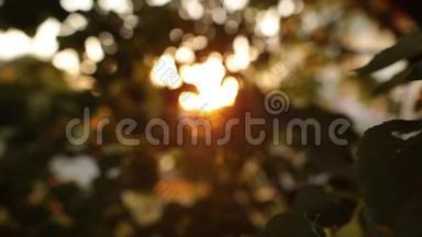 在树叶中散发出夏日的光芒。 抽象背景。