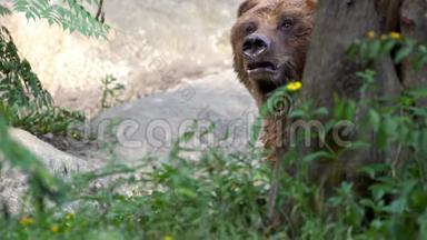 慢动作，接近一只野棕熊，自由地穿过树林
