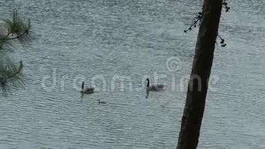 乔治亚州，布福德大坝公园，一群鹅群，在查塔霍切河上<strong>游动</strong>着一只鹅
