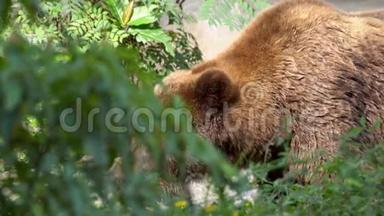 慢动作，接近一只野棕熊，自由地穿过树林