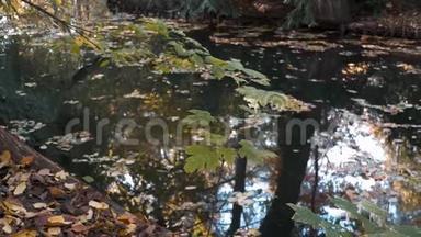 秋天湖畔的树木、落叶和树木的倒影