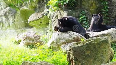 亚洲黑熊躺在岩石上，和另一只黑熊舔着脚