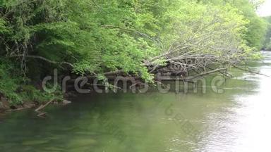 乔治亚州，布福德大坝公园，一棵死树挂在查塔霍切河上