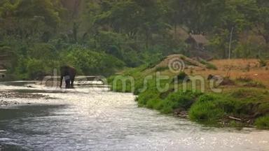 4K<strong>亚洲象</strong>在泰国北部热带森林河中行走