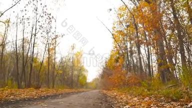 森林中的秋景.. 摄像机向左移动。 黄色的叶子。 高清高清
