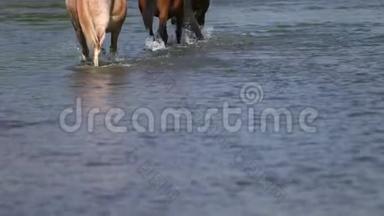 美丽的棕马在河边吃草，在水上散步，<strong>天气晴朗</strong>